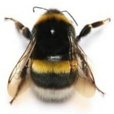 Bombus black yellow bumblebee China UNMOUNTED/PACKAGED