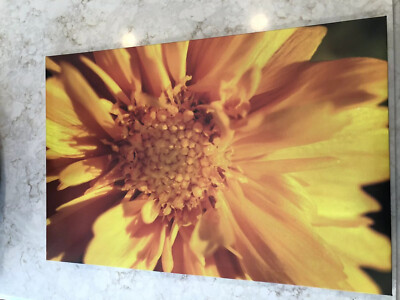 Sunshine s Shadow Canvas