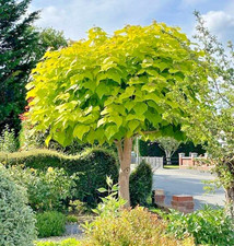Catalpa Aurea Golden Indian Bean Tree 5lt Pot Tropical Look Plants to your door