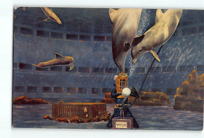 Old Vintage 1959 Dolphin Postcard MARINELAND OF THE PACIFIC Palos Verdes CA