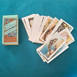 Will's Wild Woodbine Original Pre WW2 UK Animal/Wildlife Cigarette Cards Lot