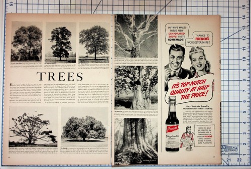 1940s Trees French's Worcestershire Willard Battery Vintage Magazine Print Ad