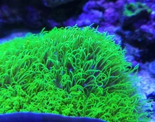 Extra Large 2" Frag of Neon Green Star Polyps GSP Green