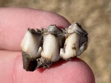 Florida Fossil Deer Tooth Odocoileus virginianus Pleistocene Mammoth Age Mammal