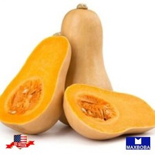 Squash 44 Seeds - Winter - Waltham Butternut Non-GMO Heirloom BOGO 50 OFF