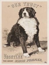 13655.Decor Poster.Vintage Wall interior art design.Bernese Mountain pet Dog