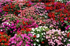 IMPATIENS BUSH FLOWER SEEDS 25 Fresh Impatiens Bush Flower Garden Seeds