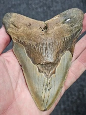 5 3/8"  100% Authentic Fossil Megalodon Shark Tooth Teeth **FREE $20 STAND! **