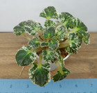 African Violet Plant - Princess Blue Eyes ~ variegated semi mini girl