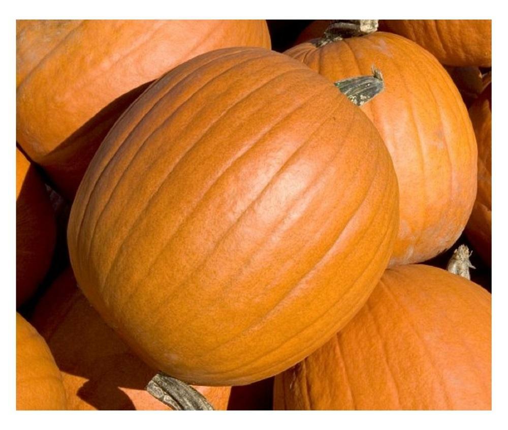 PUMPKIN MAMMOTH GOLD  450 FINEST SEEDS  BULK