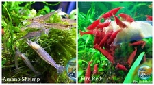 5+1 Amano Algae Eater & 5+1 Red Cherry Freshwater Neocaridina Aquarium Shrimp