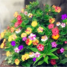 20 SEEDS Color Blended JASMINE rare flower exotic climber vine bush USA SELLER