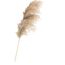 20pcs Secchi Piante Pampas Erba Naturale Phragmites Comune Fiore Nozze Grappolo