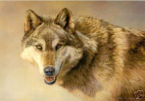 Download Kalon Baughan•Wolf•Natural Predator•Wildlife Art Series ...