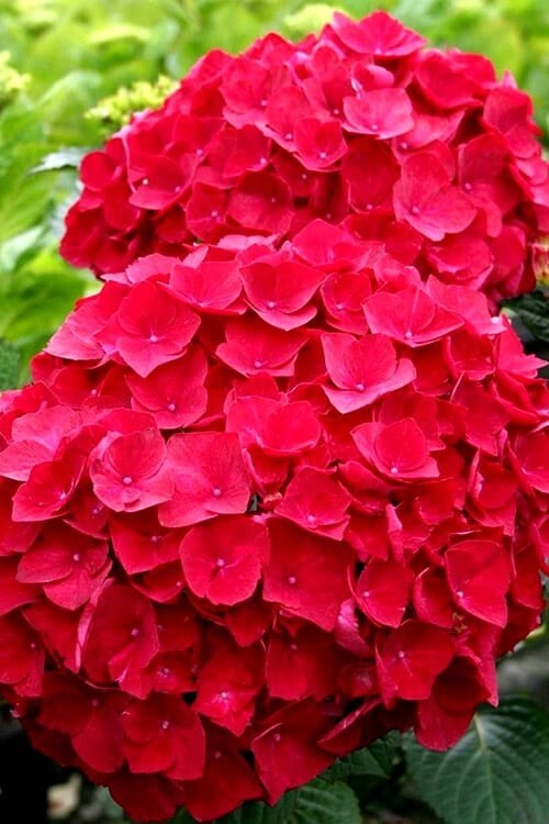 Rare Red Beauty Hydrangea Cuttings - 3 Rooting or Grafting Starts