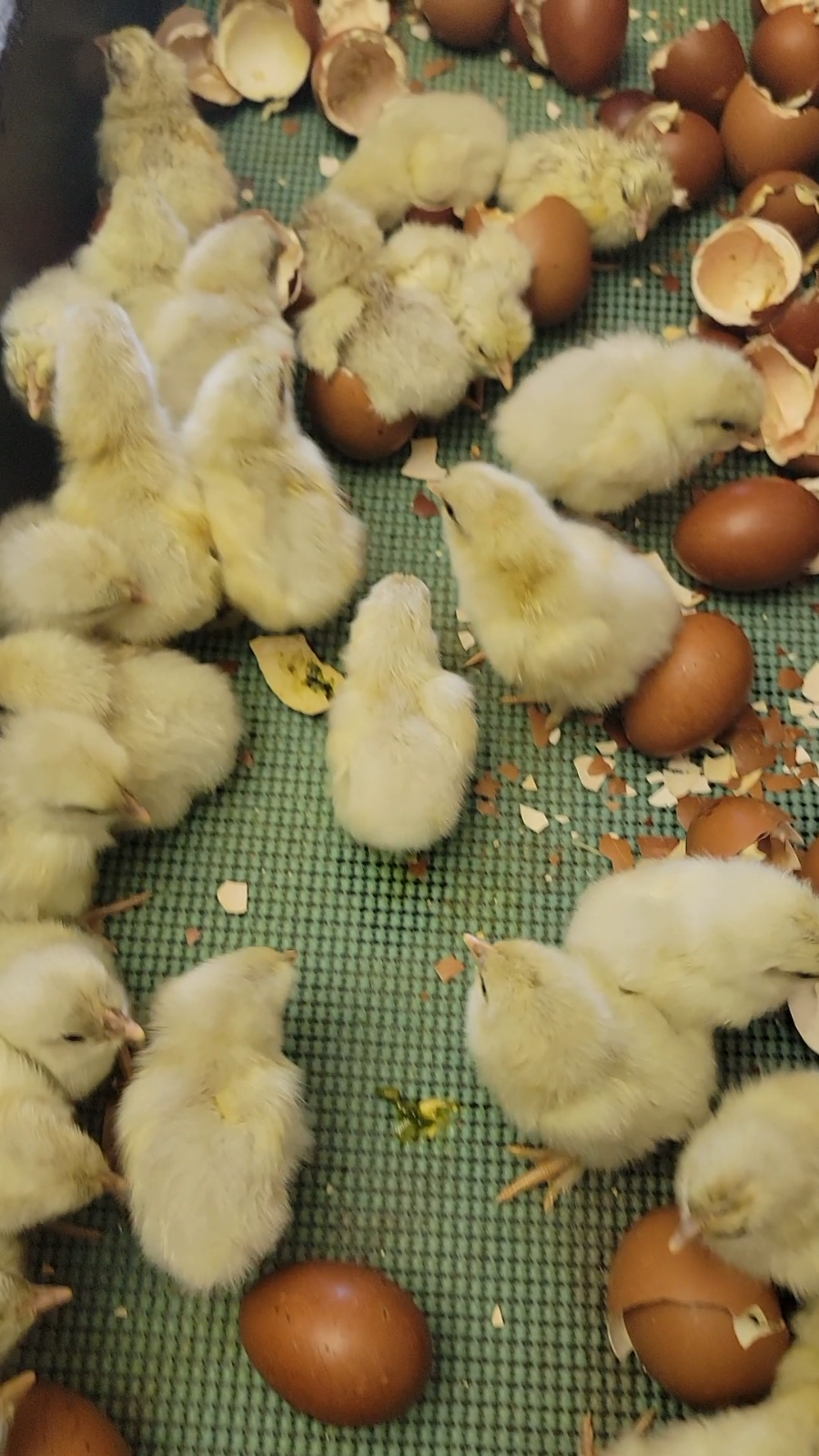10+ Splash Copper Marans Hatching Eggs | TN NPIP | Nichols County | eBay