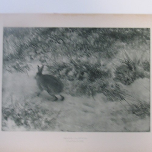 Bruno Liljefors Lithograph Print Nature Scene With Hare c1910 - Picture 2 of 4