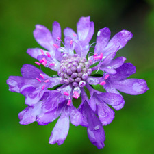 Scabiosa atropurpurea SWEET SCABIOUS PINCUSHION ?100-2,500 SEEDS ?Plants Flowers