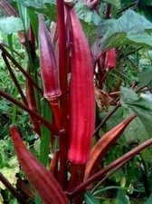 RED BURGUNDY OKRA SEEDS 30 SUMMER vegetable GARDEN CULINARY FREE SHIPPING