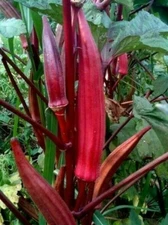 RED BURGUNDY OKRA SEEDS 30+ SUMMER vegetable GARDEN CULINARY FREE SHIPPING