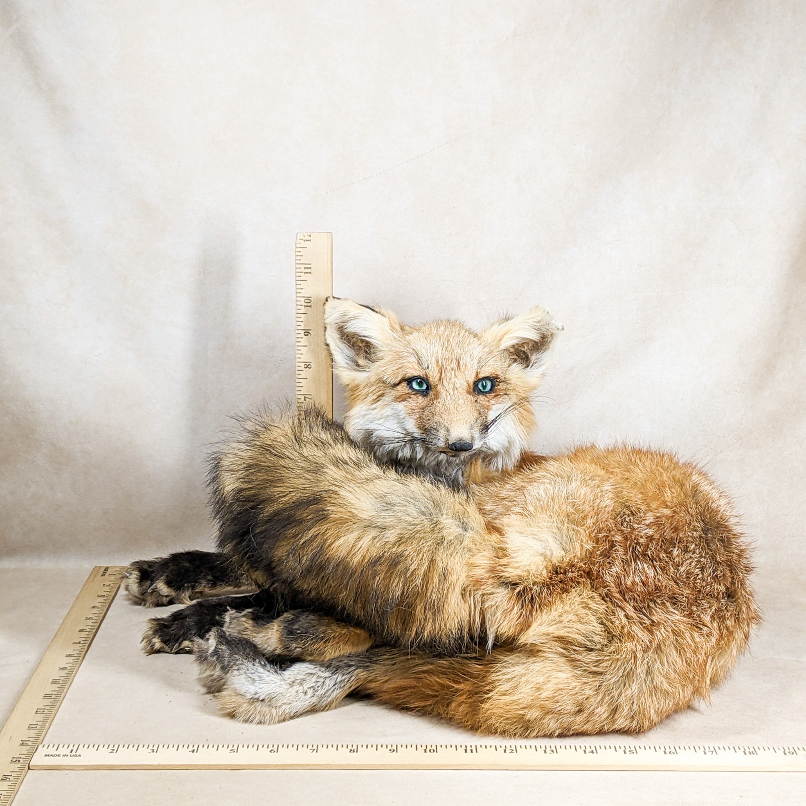 Red Fox Mount Taxidermy Oddity Curiosity Display Collectible specimen decor gift