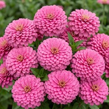 Zinnia GIGANTICA BRIGHT PINK 5"+ Florist Double Blooms Tall Cut Flowers 50 Seeds