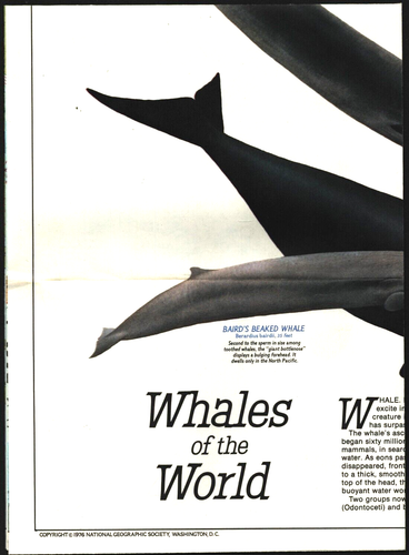 National Geographic Magazine December 1976 Jackson Hole Wyoming-Whale supplement - Picture 2 of 3