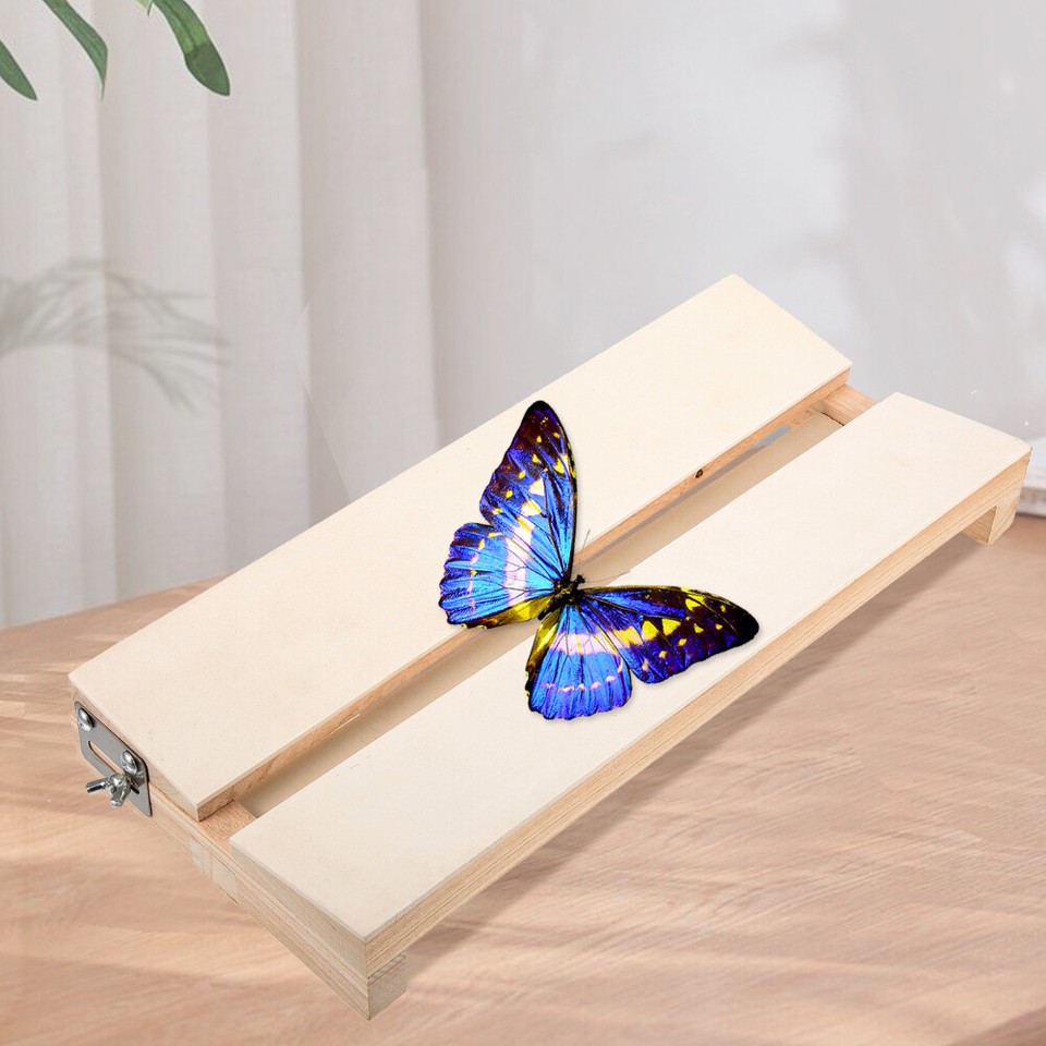 Butterfly Wings Display Board Insect Specimen Mounting Spreading eBay