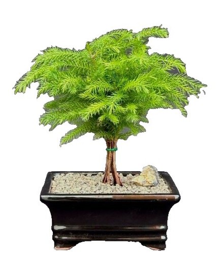 elm bonsai Chinese Elm Bonsai #007  B for Bonsai