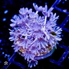 pulsing xenia live coral