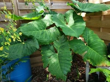 Xanthosoma sagittifolium Giant Mammoth Alocasia Taro Elephant Ear live Plant