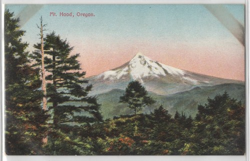 1900ʼs View of Mt. Hood Oregon Snow Capped Through Timbers Scenic Postcard - Picture 1 of 2