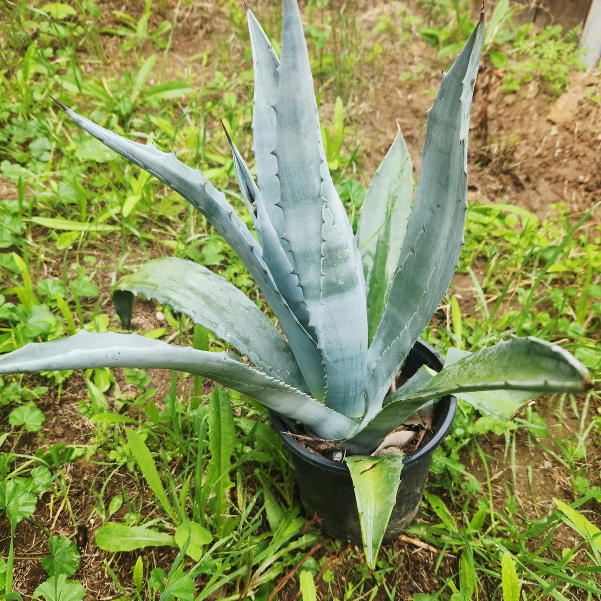 Agave Americana Agave Arid Cactis&Succulents for sale | eBay