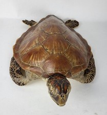 Tortue Marine Taxidermie Début XXe Pres CITES