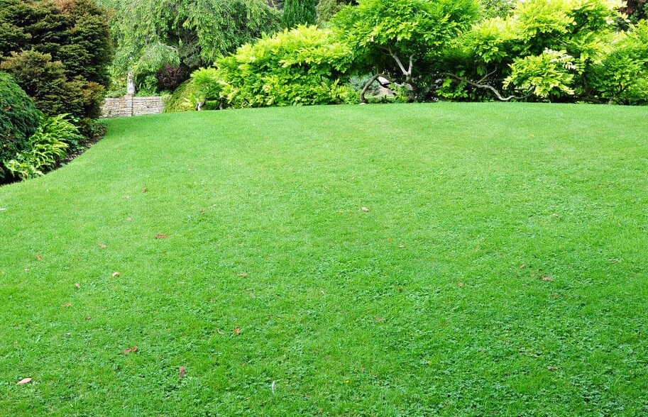 PINK SUN Organic Neem Oil & Horticultural Soap 250ml Plant Wash Insect