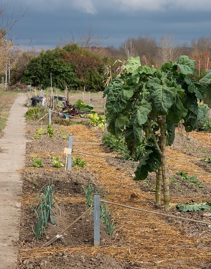 250 Graines de Chou cavalier, Collard Greens Galice, Kale tree seeds eBay
