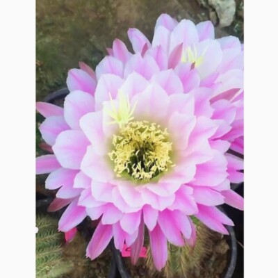 5cm Cactus Succulent Plant Echinopsis 'Schick Hybrids' Flowering Plant