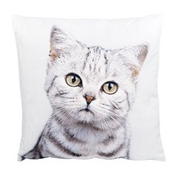 Innocent Kitten Cushion Tabby Cat Ashdene Throw Pillow Velvet 12.5 Square Cats Innocent Kitten Cushion Tabby Cat Ashdene Throw Pillow Velvet 12.5 Square Cats