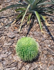 6" Artificial barrel cactus.