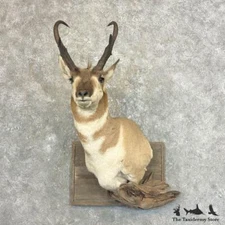 #27661 P | American Pronghorn Antelope Shoulder Taxidermy Mount