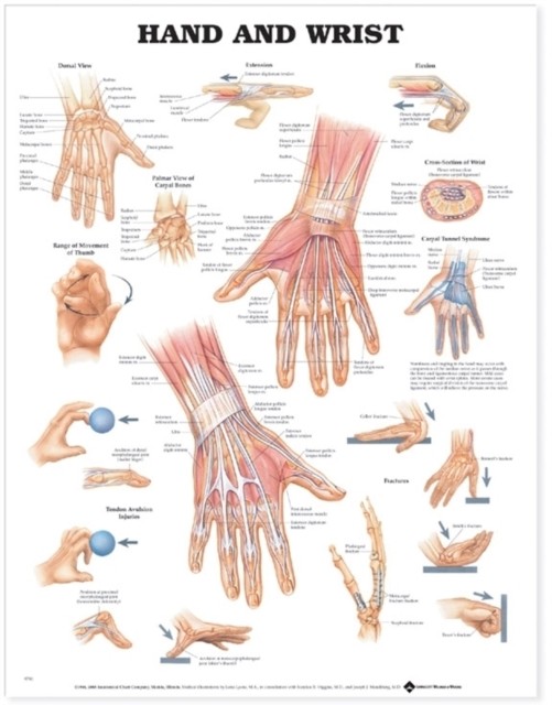 Hand and Wrist Anatomical Chart (Wallchart)