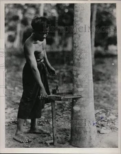 1941 Press Photo A rubber tree & native tapping the sap on Sumatra plantation