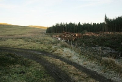 Photo 6x4 Plantation being felled Fintry/NS6186 The first section of the c2017