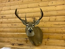 Shoulder Mount 10 Point White Tail Deer Real Antler Buck Doe Taxidermy WTD60