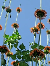 Lion's Tail - striking ornamental flower with medicinal value
