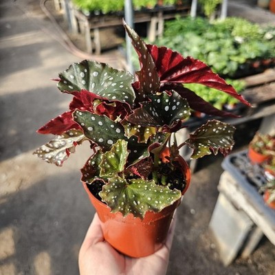 Begonia Black Forest | Rare Dark Foliage Begonia Houseplant | 4 Inch Pot