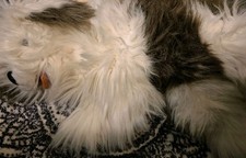 Folkmanis Puppet Sheep Dog White and Gray 22  Realalistic Adorable 