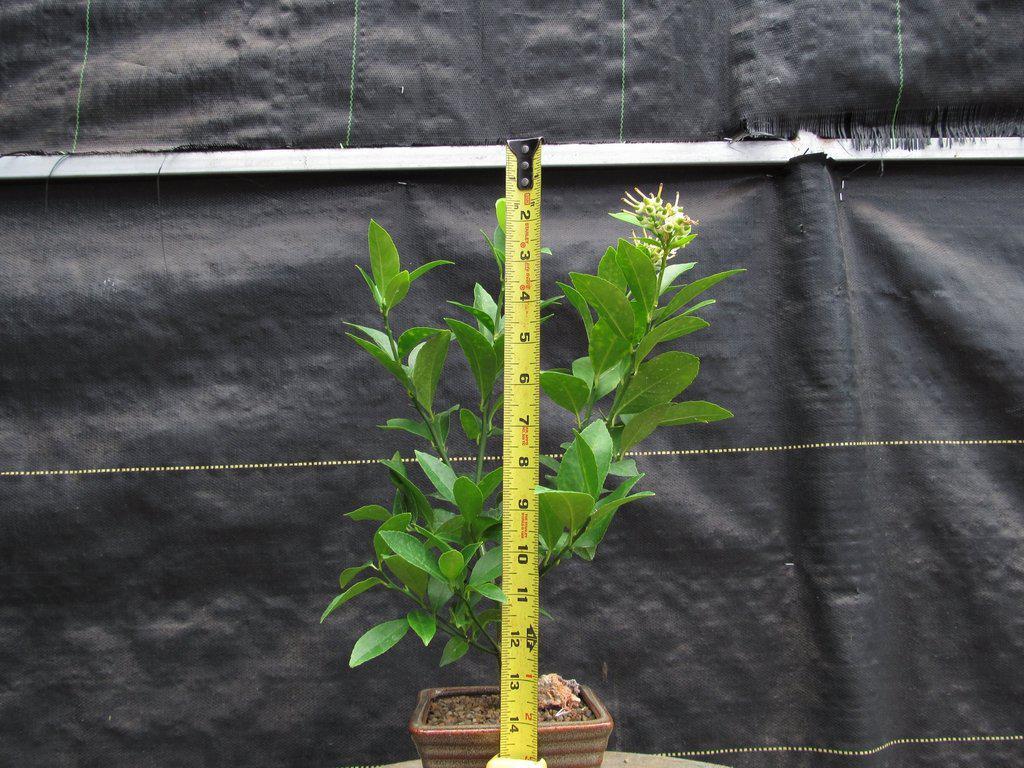 love bonsai Bonsai love – Missy's Lilac Petals