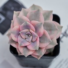 3'' Graptoveria Purple Delight White Variegat, Live Succulent Plants,Rare Plants
