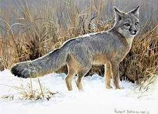 Robert Bateman Swift Fox - Wild Canine